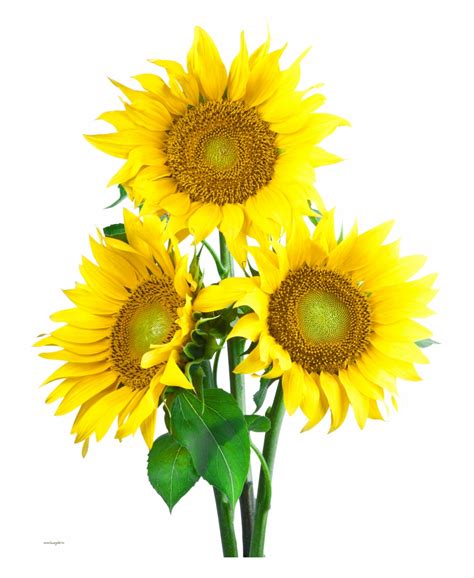 Free Transparent Sunflowers Download Free Transparent Sunflowers Png