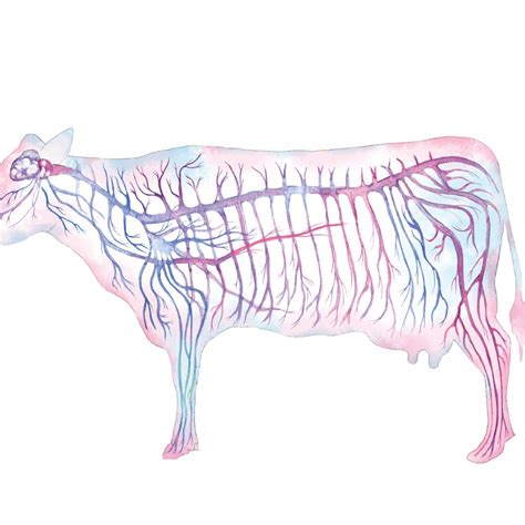 Cattle Nervous System Science Art Poster Veterinary Decor Etsy