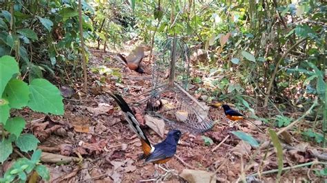 Pikat Burung Murai Hutan YouTube