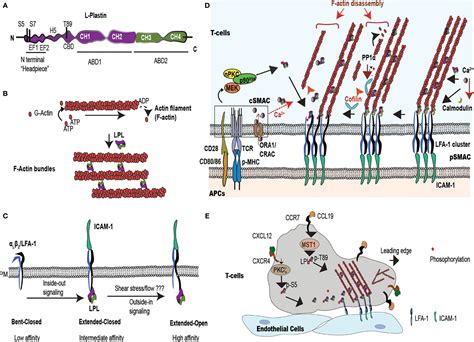 Frontiers Efficient T Cell Migration And Activation Require L Plastin