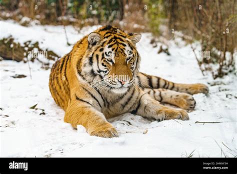 Tiger lying in the snow. Beautiful wild siberian tiger on snow Stock ...