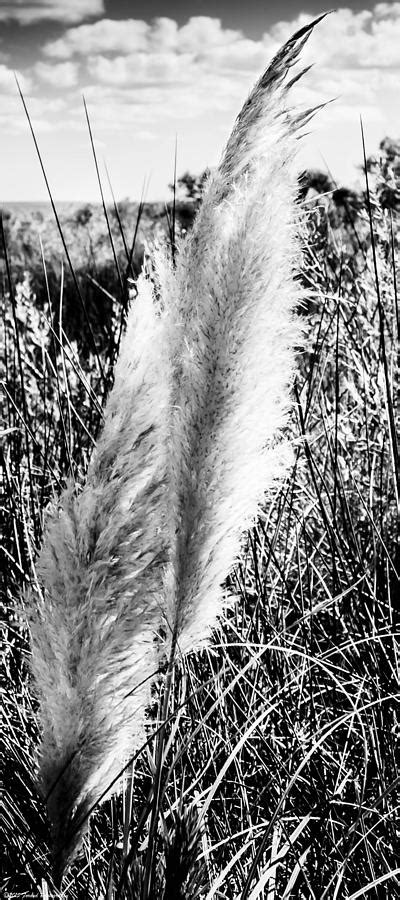 Florida Seat Oats Photograph By Debra Forand Fine Art America