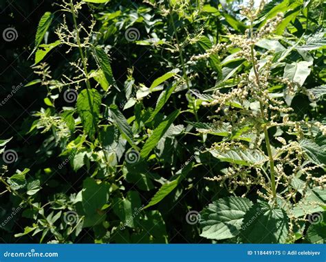 Urtica Dioica Often Called Common Nettle Or Stinging Nettle White