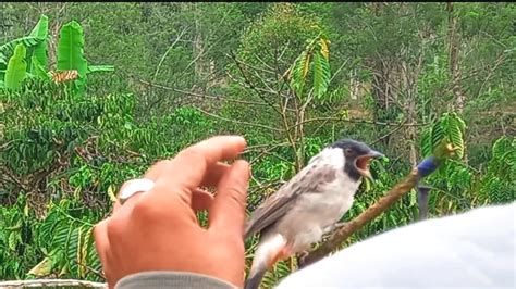 Burung Jinak Gacor Dan Terlatih Pikat Kutilang Suara Keras Mapan Di