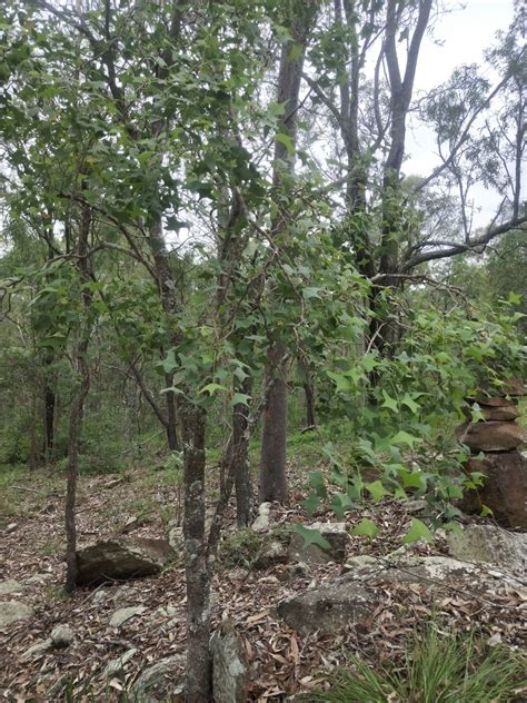 Bat S Wing Coral Tree From Tamborine Qld Australia On January