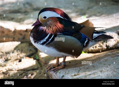 Colorful Mandarin male duck Stock Photo - Alamy