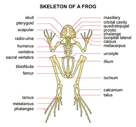 Do Frogs Have Bones? Know Everything That You Need to Know