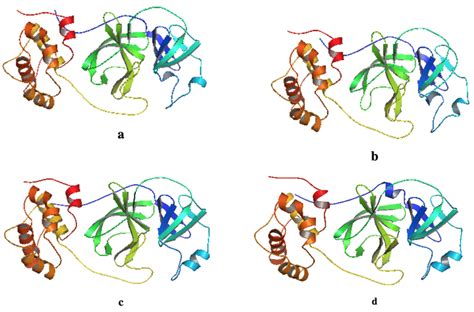 Structure Of Apo And Holo Proteins Obtained After Molecular Dynamic Download Scientific Diagram