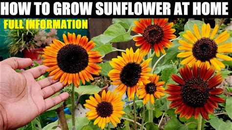 How To Grow Sunflower At Home Seed To Flower Youtube