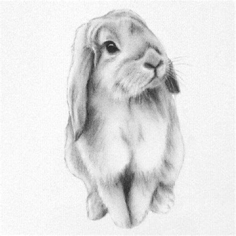 How To Draw A Rabbit Bunny Face Easy Step By Step Drawing For Kids