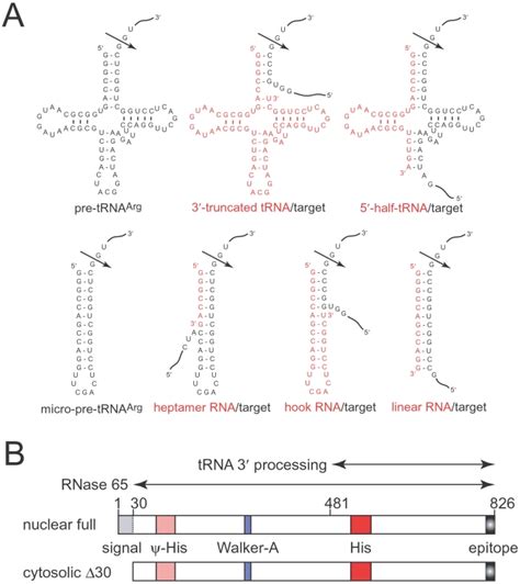 Modulation Of Gene Expression By Human Cytosolic TRNase ZL Through 5