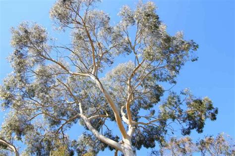 Eucalyptus pauciflora (Snow Gum)