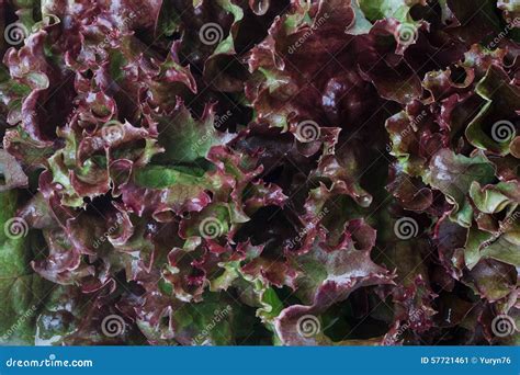 Lettuce Red Stock Image Image Of Food Closeup Vegetarian 57721461