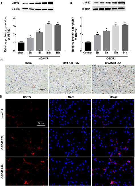 The Expression Of Usp22 In Mcao Mouse Brain And Ogdr Treated Pc12