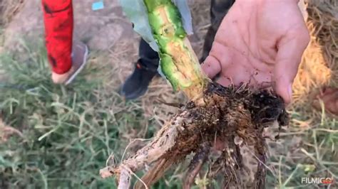 Dragon Fruit Stem Root Rotting Saving Preventing Artofit