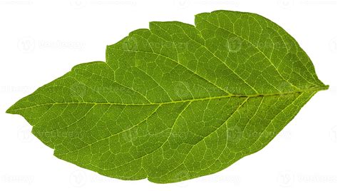 green leaf of Acer negundo maple ash tree 12020969 Stock Photo at Vecteezy