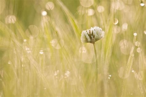 Wallpaper Sunlight Water Nature Green Yellow Blossom Clovers