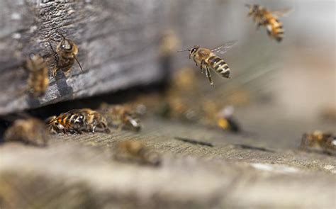 Spotting And Eliminating Carpenter Bees Around Your Everett Home