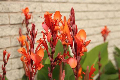 Plantas Con Flores Altas Para Un Jardín Que Se Haga Notar Mejor Con Salud