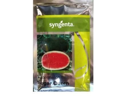 Syngenta Watermelon Sugar Queen