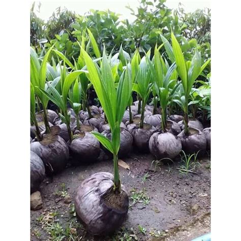 Jual Bibit Kelapa Wulung Shopee Indonesia