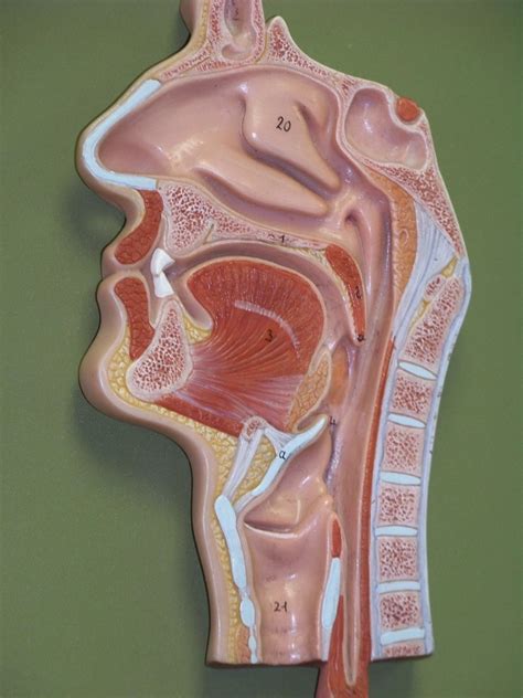 Respiratory Model Sagittal Head Diagram Quizlet