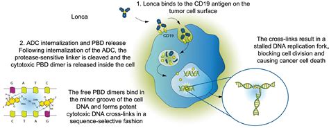 Loncastuximab Tesirine In Relapsed Or Refractory Diffuse Large B Cell