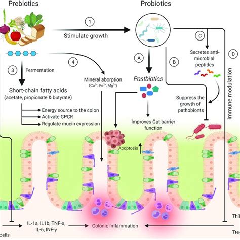 Mechanisms Of Action Of Prebiotics And Probiotics The Health