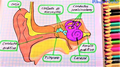 Partes De La Oreja