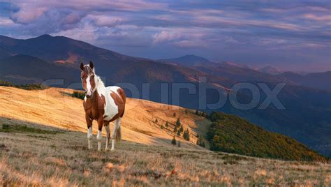 Bunte Herbstlandschaft In Den Bergen Mit Pferd Stock Bild Colourbox