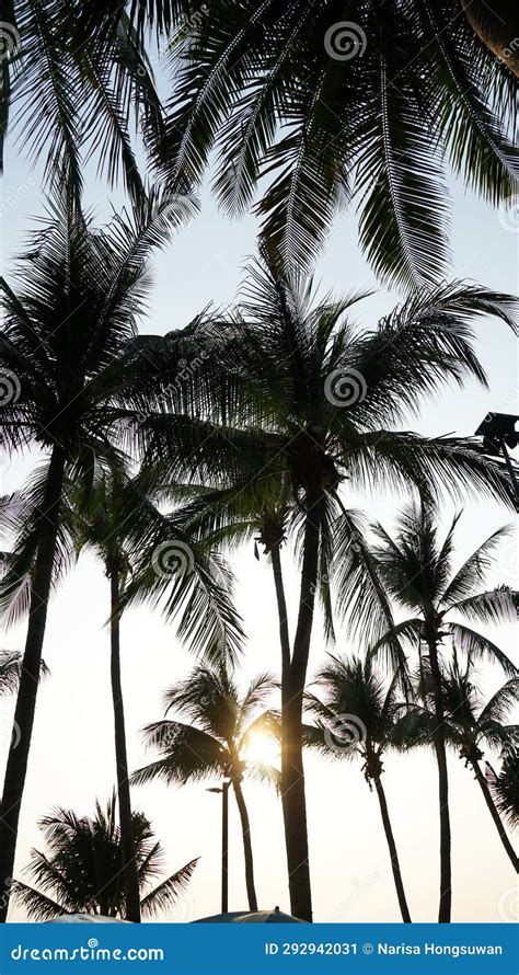 Coconut Tree Silhouette Landscape Background With Sunset Sky Stock