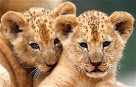 2 rare Barbary lion cubs born in Czech zoo | WBAL NewsRadio 1090/FM 101.5