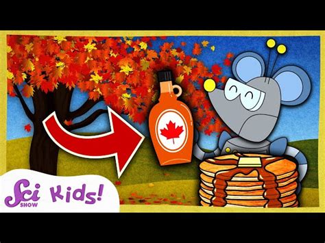 Where Does Maple Syrup Come From Al Espa Ol Ele Video Lecciones