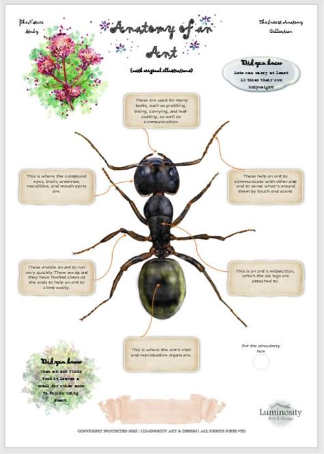 Anatomy of an Ant - Luminosity Art & Design