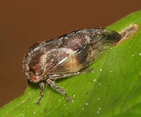 Treehopper Ophiderma Definita BugGuide Net