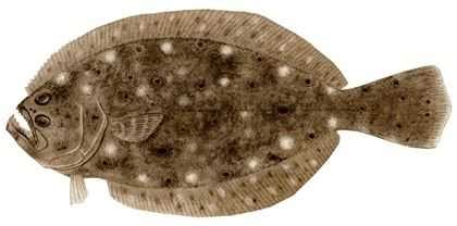 Learn About the Summer Flounder – Fishing