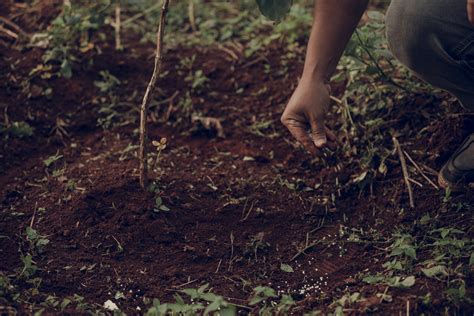 Agricultura Sostenible 5 Recomendaciones Para La Fertilización