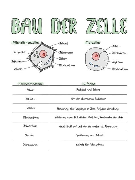 Bakterien Aufbau Und Vermehrung Artofit