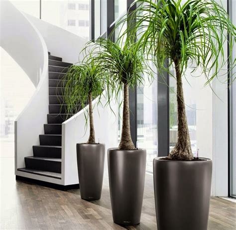 Hướng dẫn trồng và chăm sóc cây Cọ đuôi ngựa Plant vn