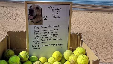 Palline Da Tennis Offerte Ai Cani Sulla Spiaggia Ecco L Iniziativa Per