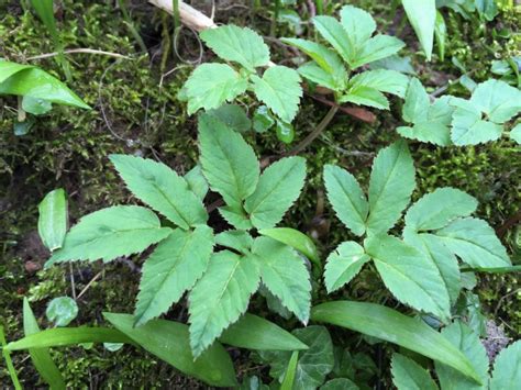 Ground Elder Goutweed Bishops Weed Aegopodium Podagraria