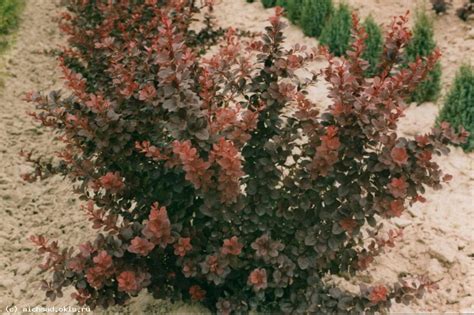 Барбарис обыкновенный пурпуреа berberis vulgaris purpurea