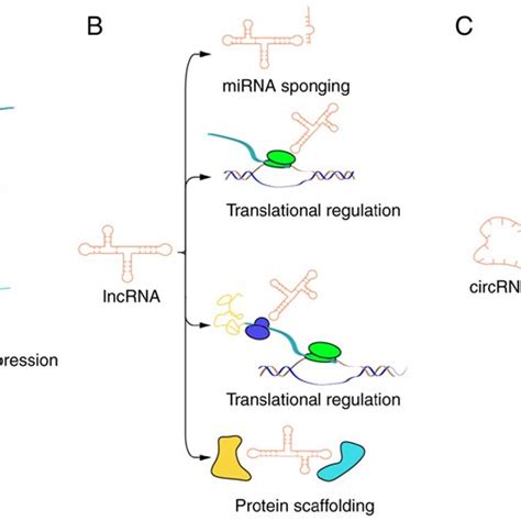 Biological Processes And Functions Of Mirnas Lncrnas And Circrnas A