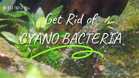 How To Get Rid Of Cyano Bacteria Blue Green Algae In Aquariums All