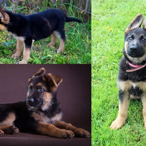 Berger Allemand Chiot Vendre Chien A Adopter Annonce Prix Achat