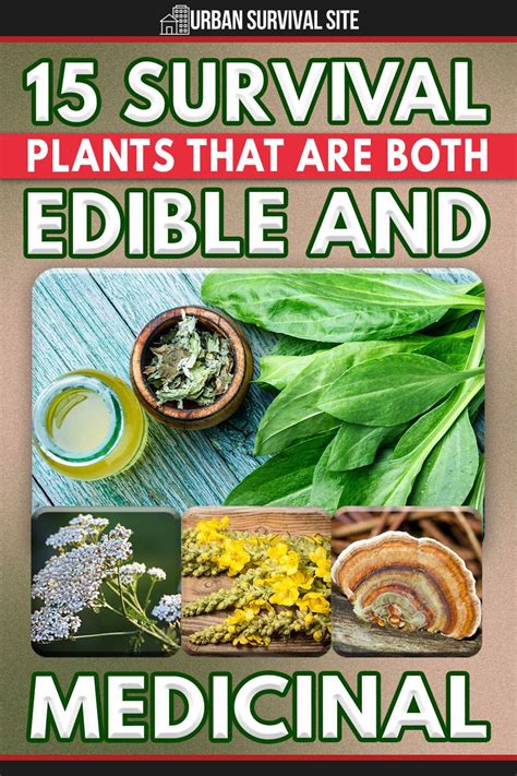 15 survival plants that are both edible and medicinal – Artofit