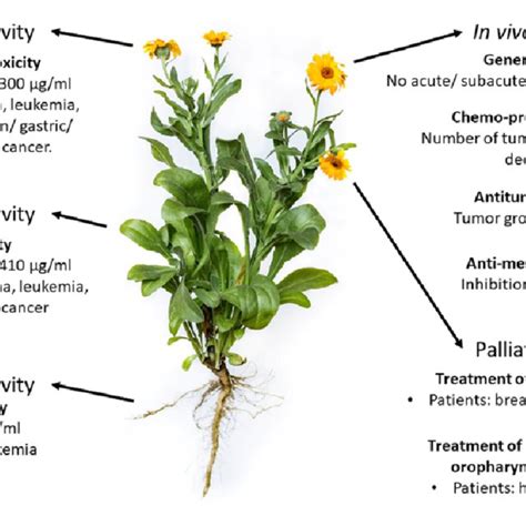 Overview Of Calendula Officinalis Anticancer Activity Flowers Flos