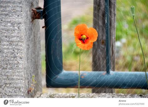 Mainfux Mohn Im Alleingang Ein Lizenzfreies Stock Foto Von Photocase