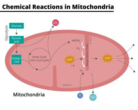 Mitochondria - Definition, Function & Structure » BIOLOGY TEACH