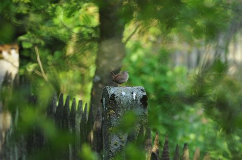 Bird Wren Garden - Free photo on Pixabay - Pixabay